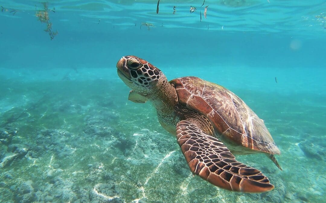 Why You Should Visit Akumal Bay, Mexico To Swim With Turtles