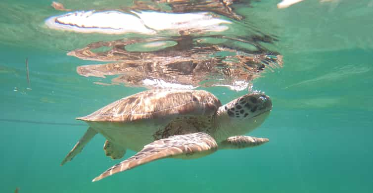 Private Beach Turtle Snorkeling Adventure in Akumal